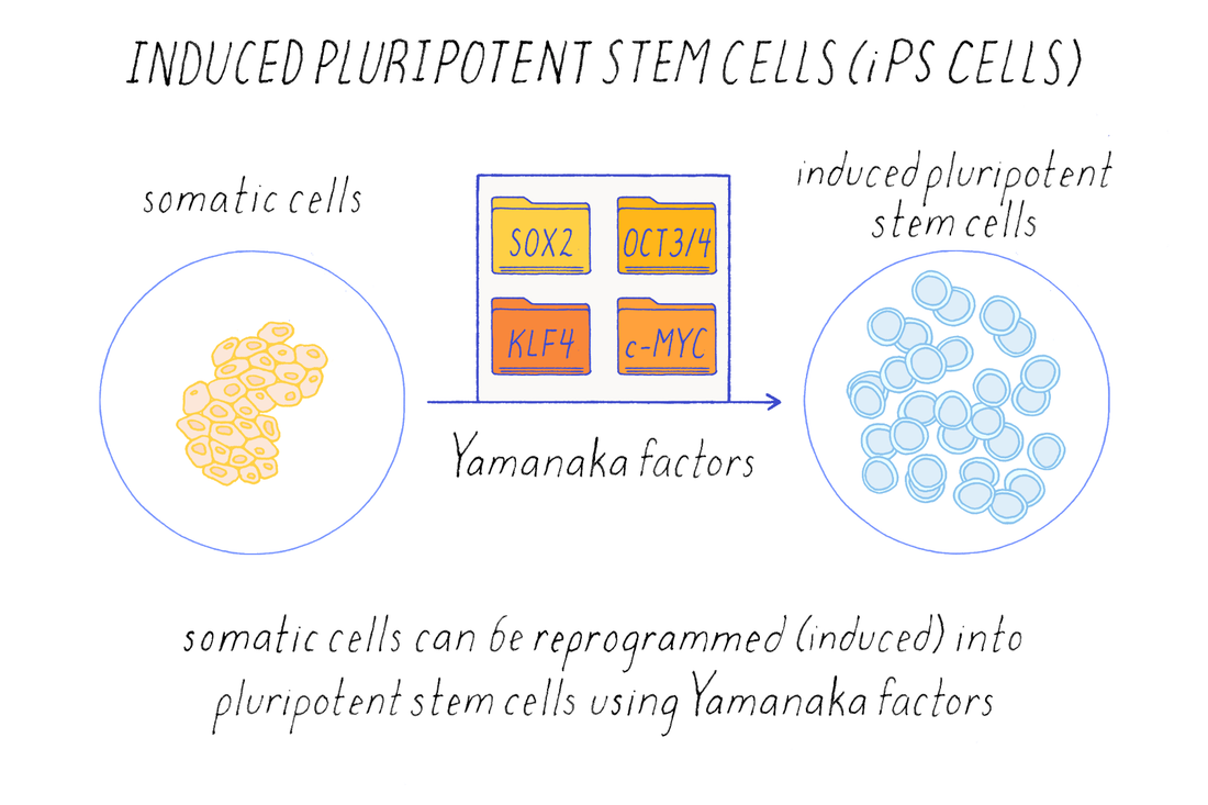 Illustration of induced pluripotent stem cells, representing the cell source used to derive cardiomyocytes studied in the HEAL-CHF trial for advanced ischemic heart failure.