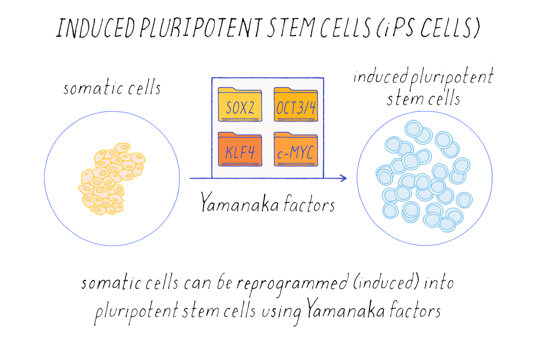 Illustration of induced pluripotent stem cells, representing the cell source used to derive cardiomyocytes studied in the HEAL-CHF trial for advanced ischemic heart failure.