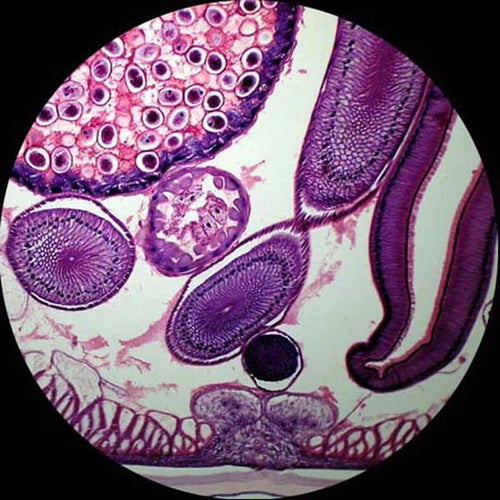 50 Biology Pathology Prepared Microscope Slides Set New