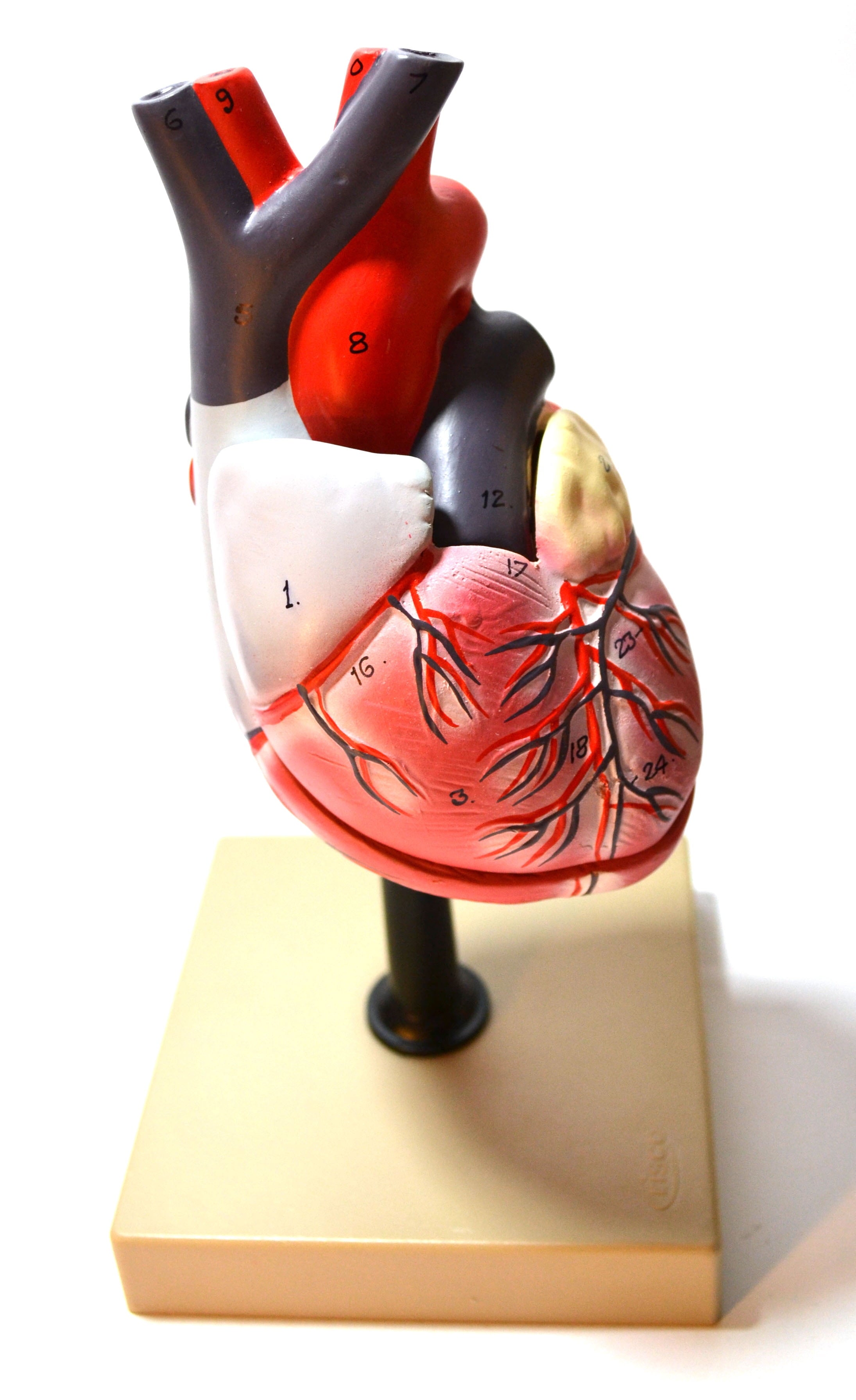 Life Size Human Heart Model on Base; 2 Parts