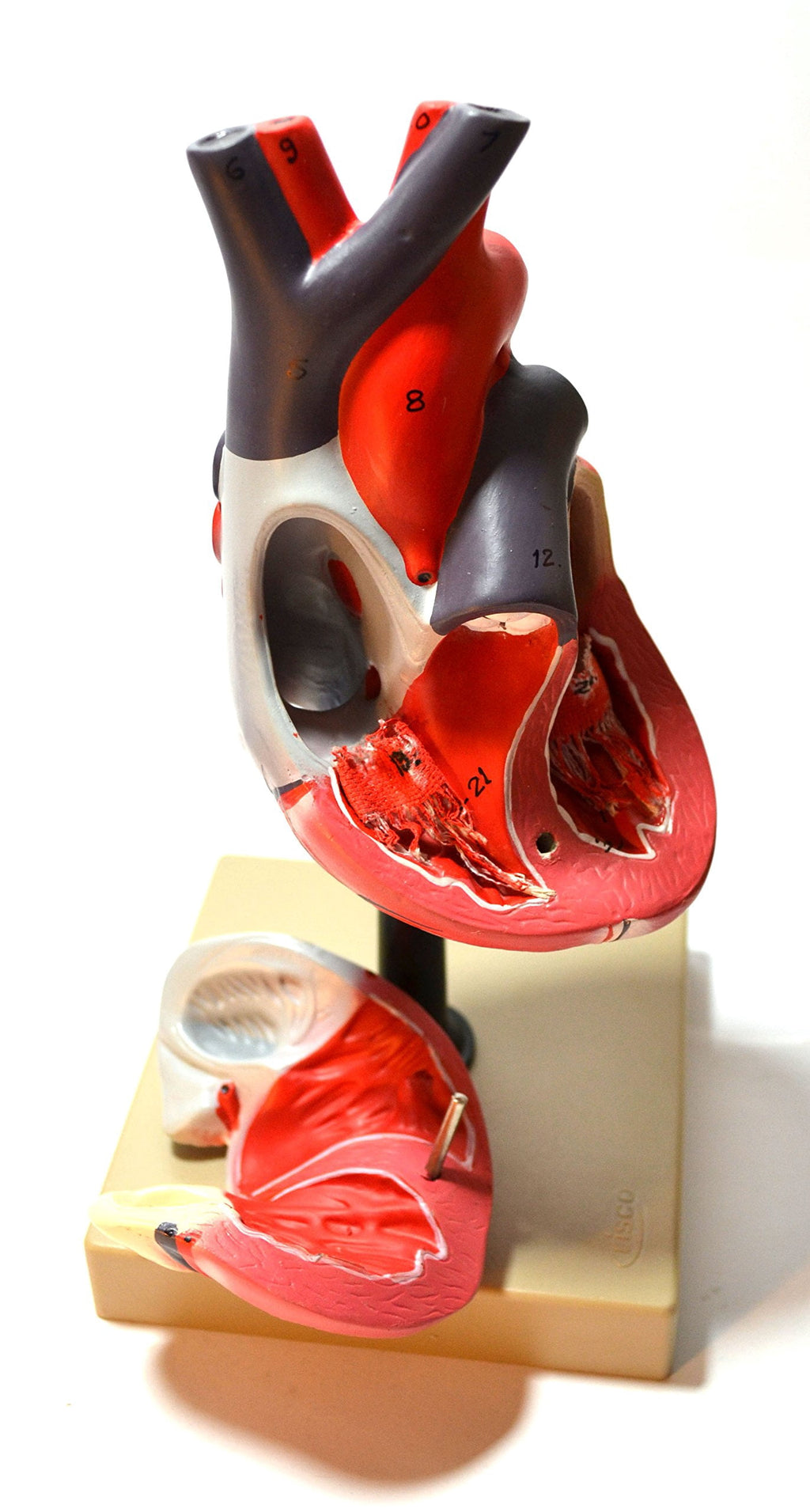 Life Size Human Heart Model on Base; 2 Parts