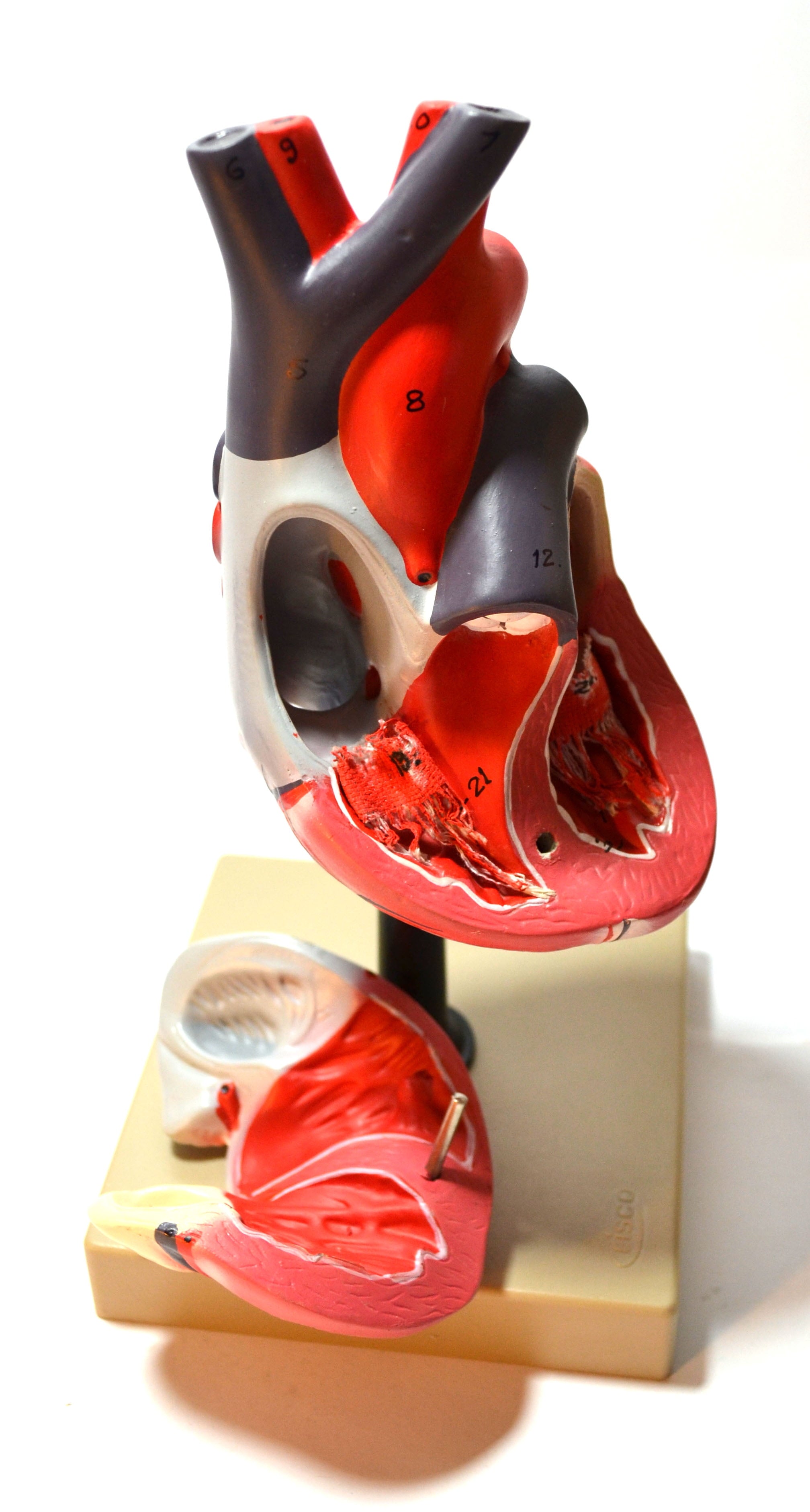 Life Size Human Heart Model on Base; 2 Parts
