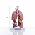 Heart & Lung Model