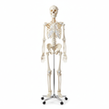 Skeleton Model